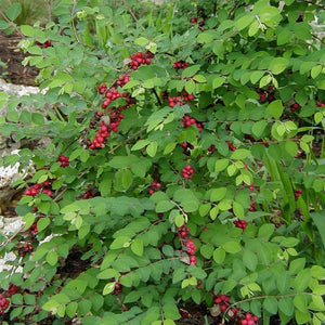 Coralberry Shrub GT