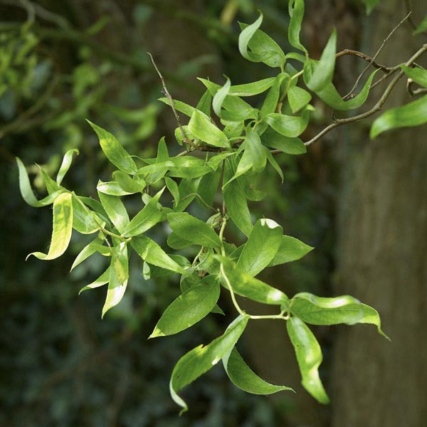 Willows chinese sales