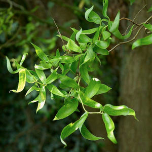 Chinese Corkscrew Willow GT