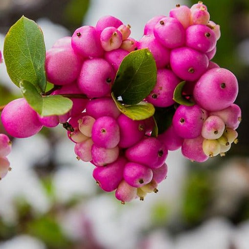 Coralberry Shrub GT