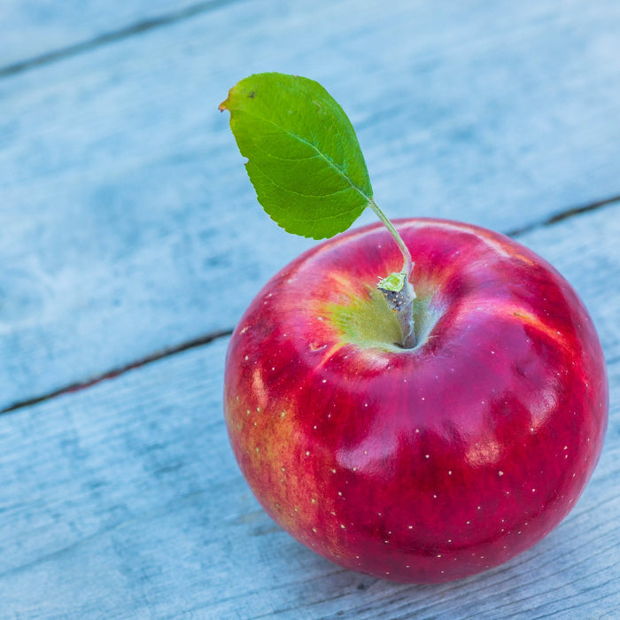 Cortland Apple Tree