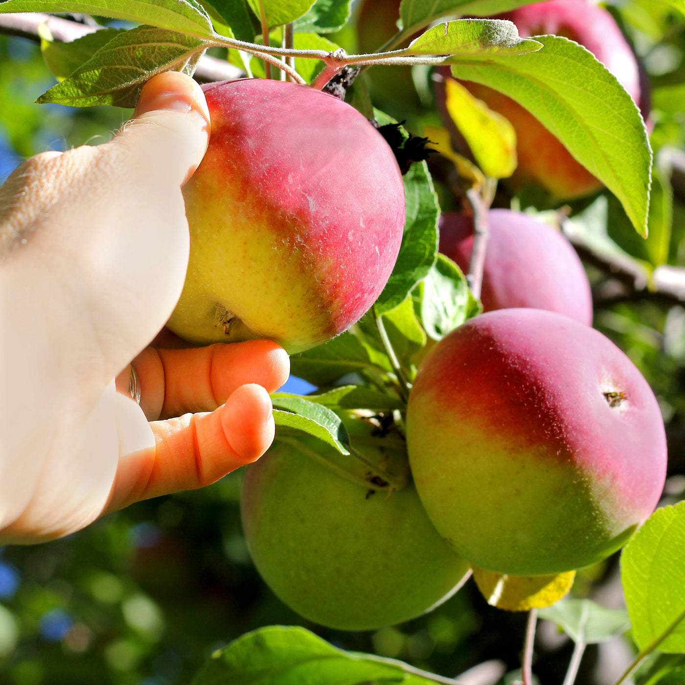 Apples 101 - About Cortland Apples 