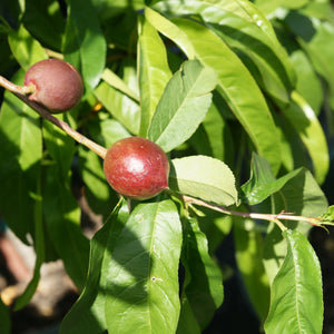 Crimson Snow Nectarine Tree