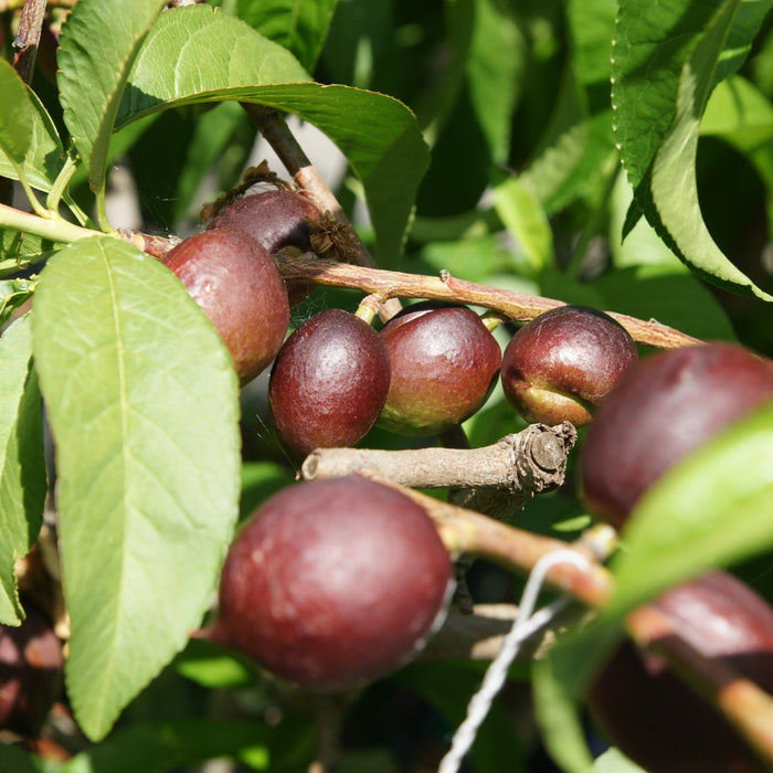 Crimson Snow Nectarine Tree