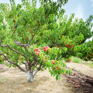 Crimson Snow Nectarine Tree