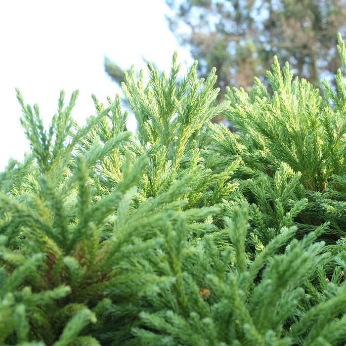 Yoshino Cedar Tree