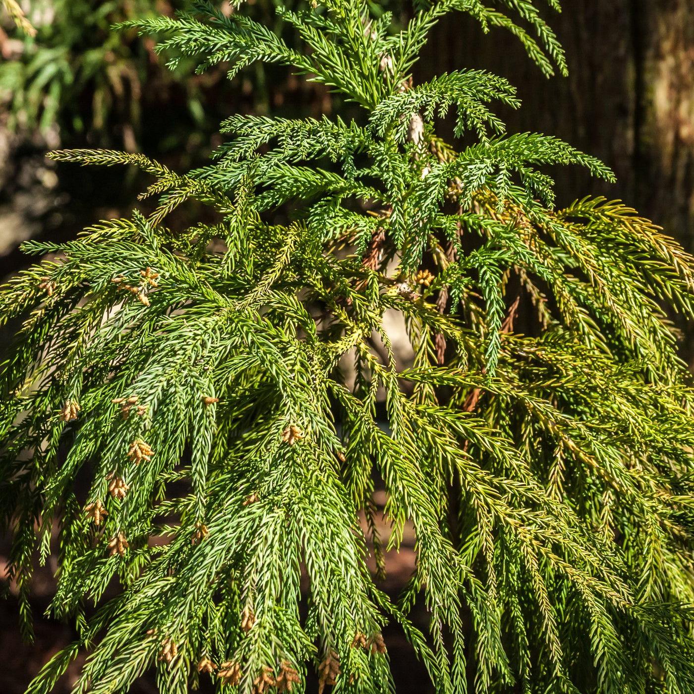 Yoshino Cedar Tree – Green Thumbs Garden