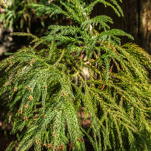 Yoshino Cedar Tree