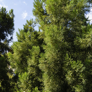 Yoshino Cedar Tree