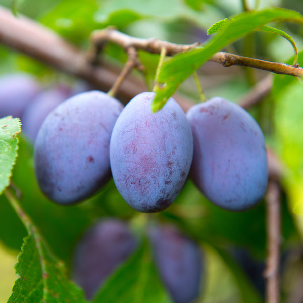 Blue Damson Plum Tree - 3 Gallon Potted Hardy European Fruit Tree, Produces Small Tart Plums For Preserves