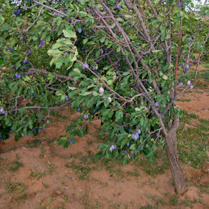 Damson Plum Tree