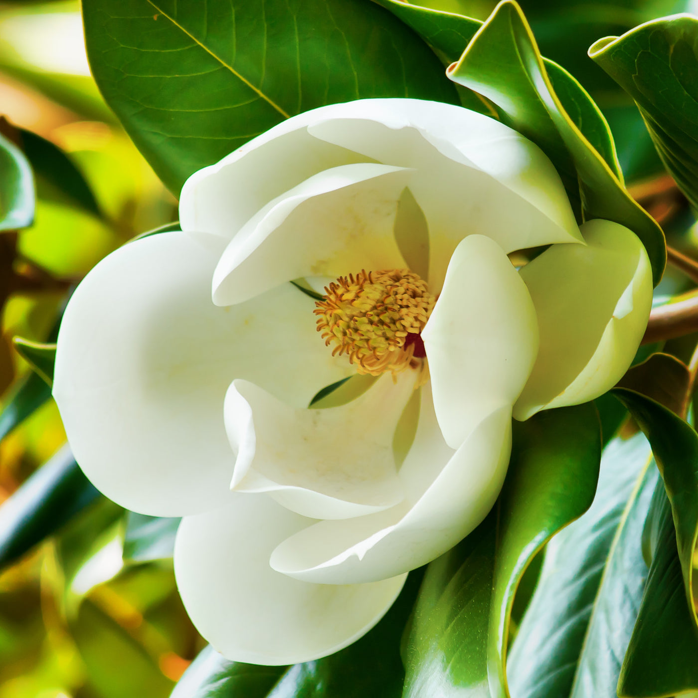 D.D. Blanchard Southern Magnolia Tree