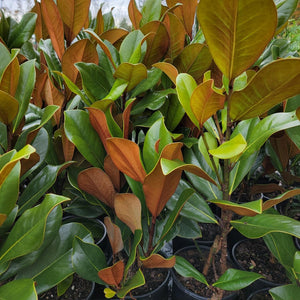 D. D. Blanchard Southern Magnolia Tree