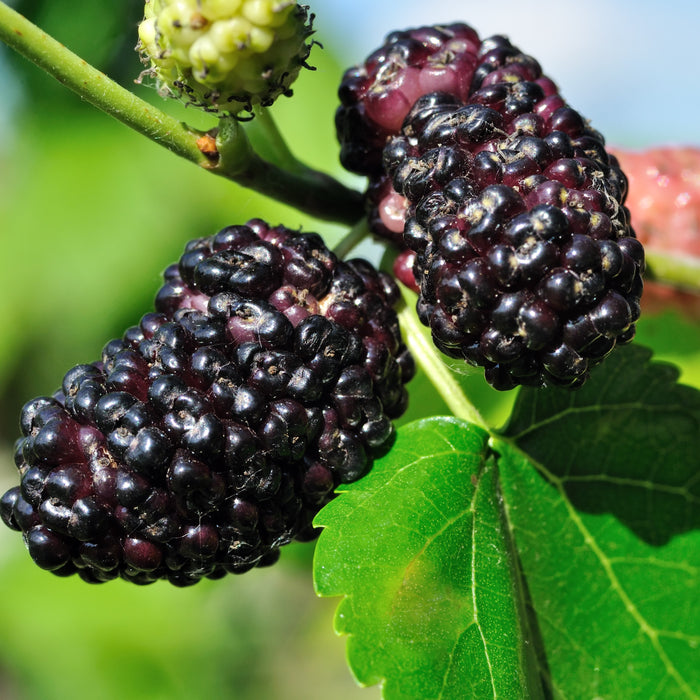 Everbearing Mulberry