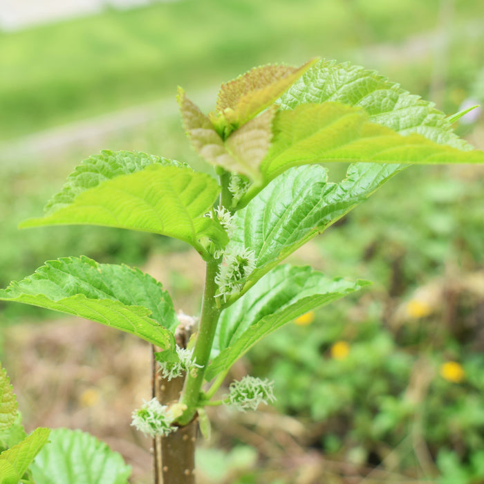 Everbearing Mulberry