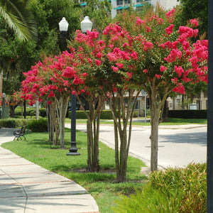 Dynamite Crape Myrtle GT