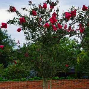 Dynamite Crape Myrtle GT