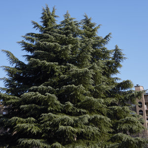 Deodar Cedar Tree