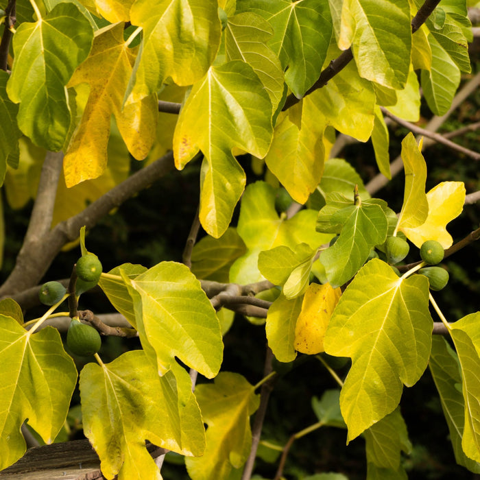 Desert King Fig Tree