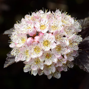 Diablo Ninebark Shrub