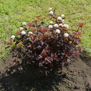 Diablo Ninebark Shrub