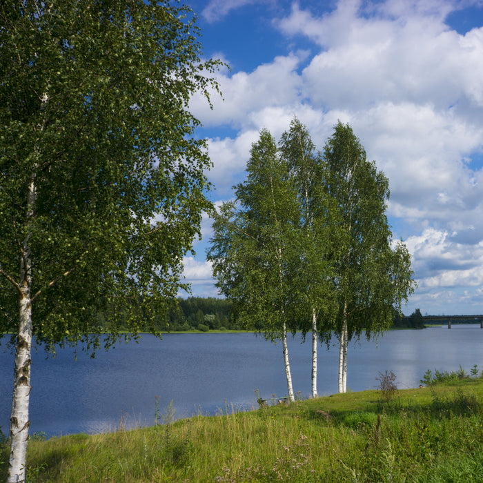 Dura Heat River Birch