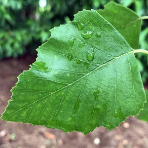 Dura Heat River Birch