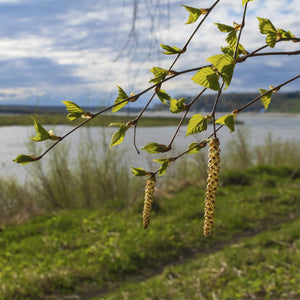 Dura Heat River Birch