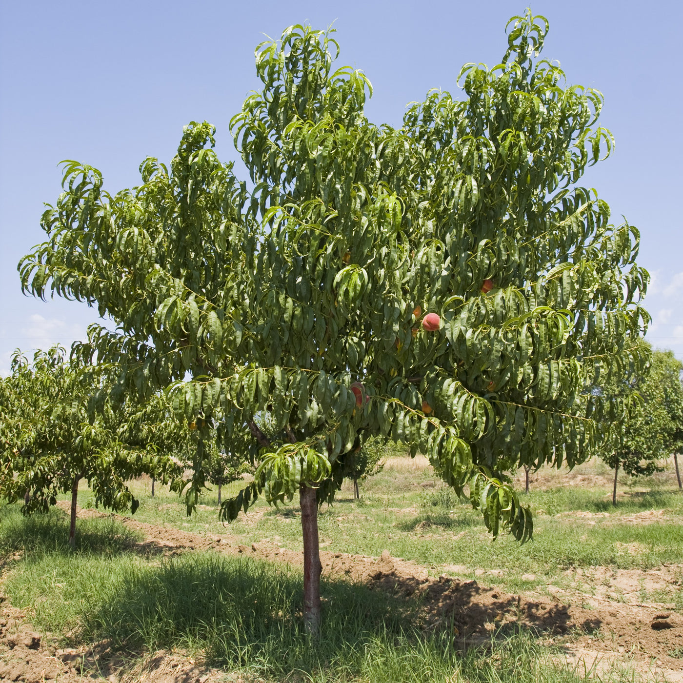 Belle of Georgia Peach Tree