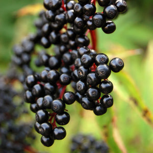 American Elderberry GT