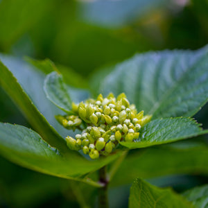 American Elderberry GT