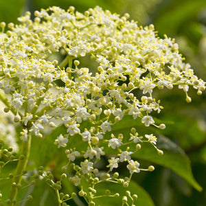 American Elderberry GT