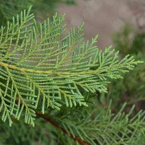 Emerald Isle Leyland Cypress