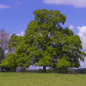 English Oak Tree