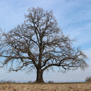 English Oak Tree