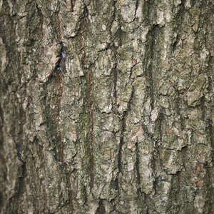 English Oak Tree