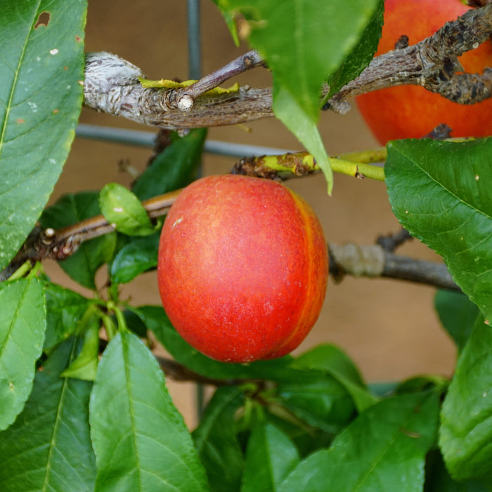 Fantasia Nectarine Tree