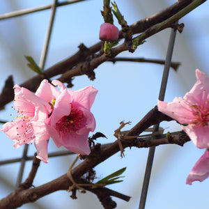 Fantasia Nectarine Tree