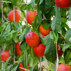 Fantasia Nectarine Tree