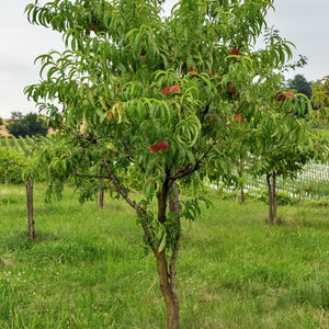 Fantasia Nectarine Tree