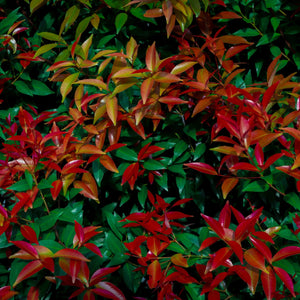 Firepower Nandina Shrub