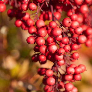 Firepower Nandina Shrub