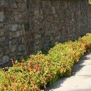 Firepower Nandina Shrub