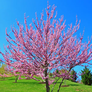 Forest Pansy Redbud Tree