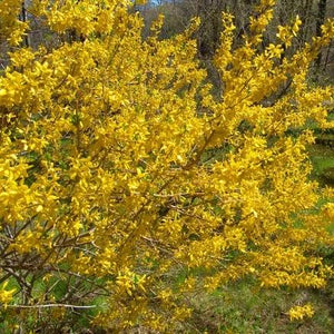 Forsythia GT