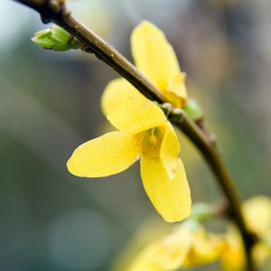 Forsythia GT