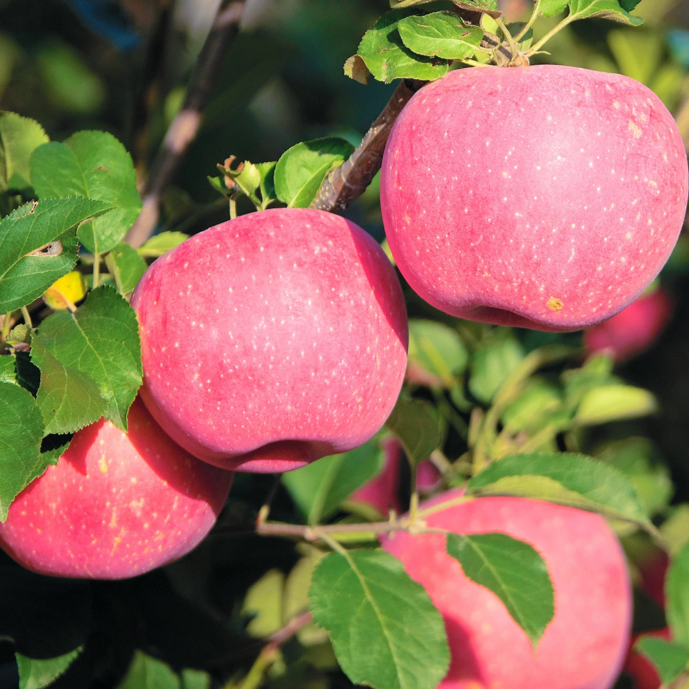 Sun Fuji Apples Information and Facts