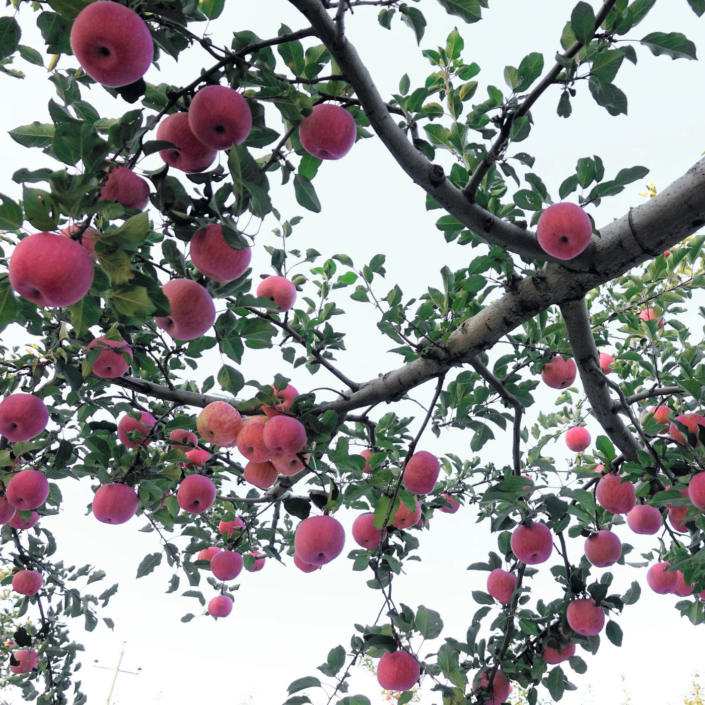 Garden & Grove 3 ft. Fuji Apple Tree with Expectional Fruit & Pollinating Capabilities