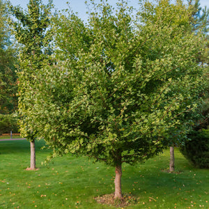 Ginkgo Biloba GT