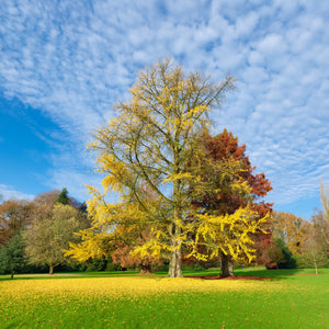 Ginkgo Biloba GT